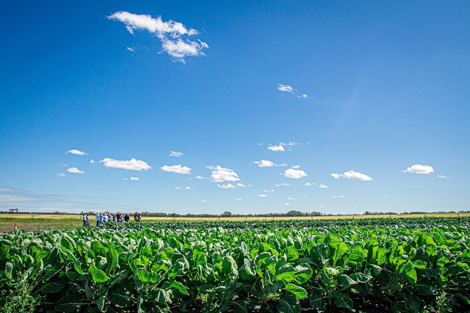 Alberta Open Farm Days 2021 Family Fun Edmonton