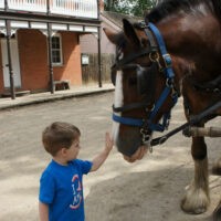 Fort Edmonton Park Horse