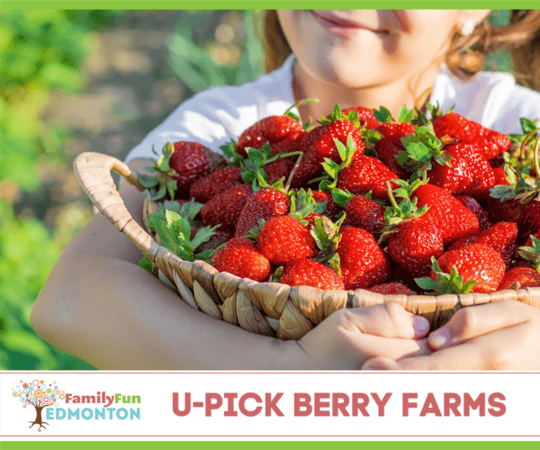 U-Pick Berry Farms Edmonton