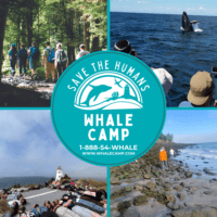 Whale Camp Summer Camps (Family Fun Halifax)