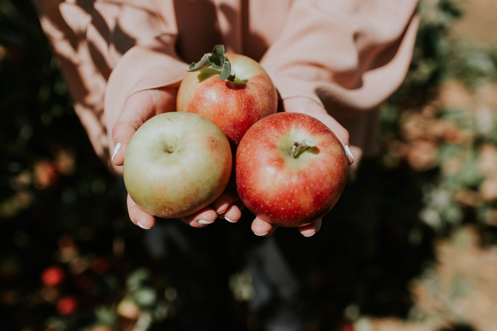 Fall Apple Harvest Celebration at Crossmount Cider Company - BYOA ...