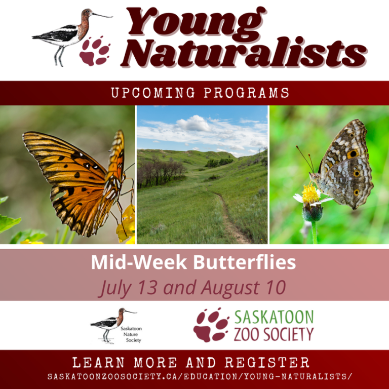 Young Naturalists Mid-Week Butterflies | Family Fun Saskatoon