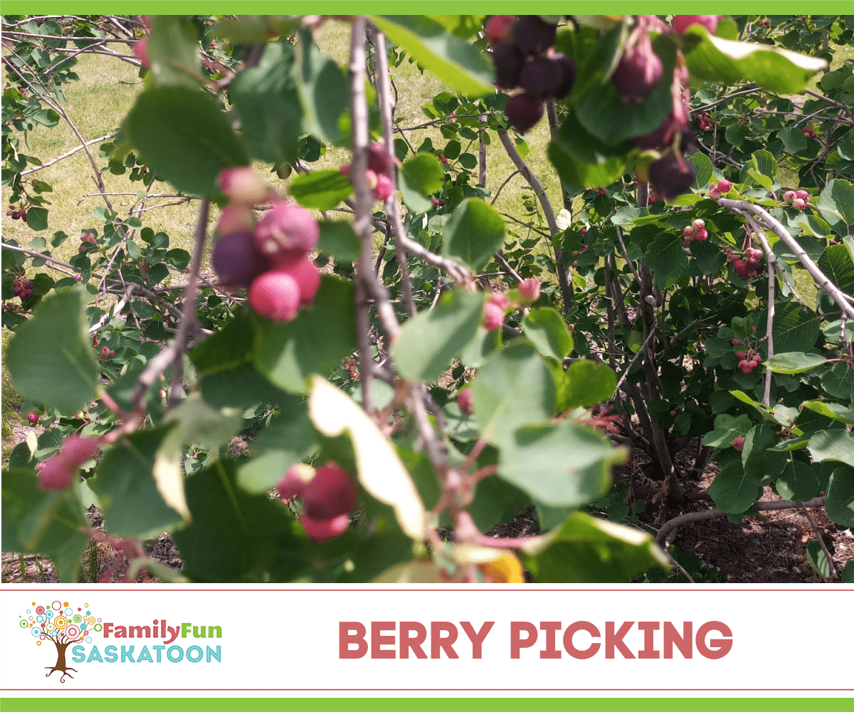 Saskatoon Berry picking