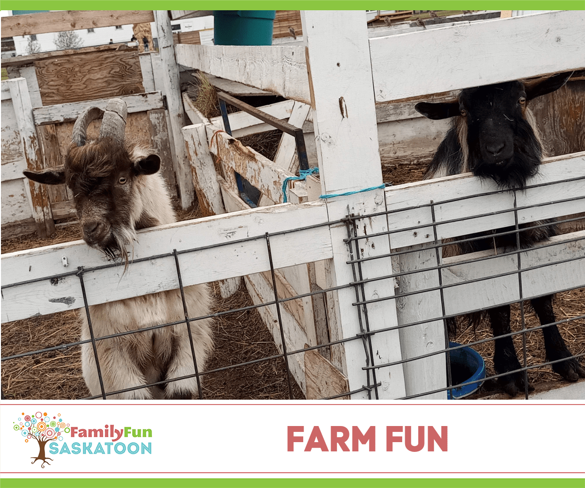 Farm Fun Around Saskatoon