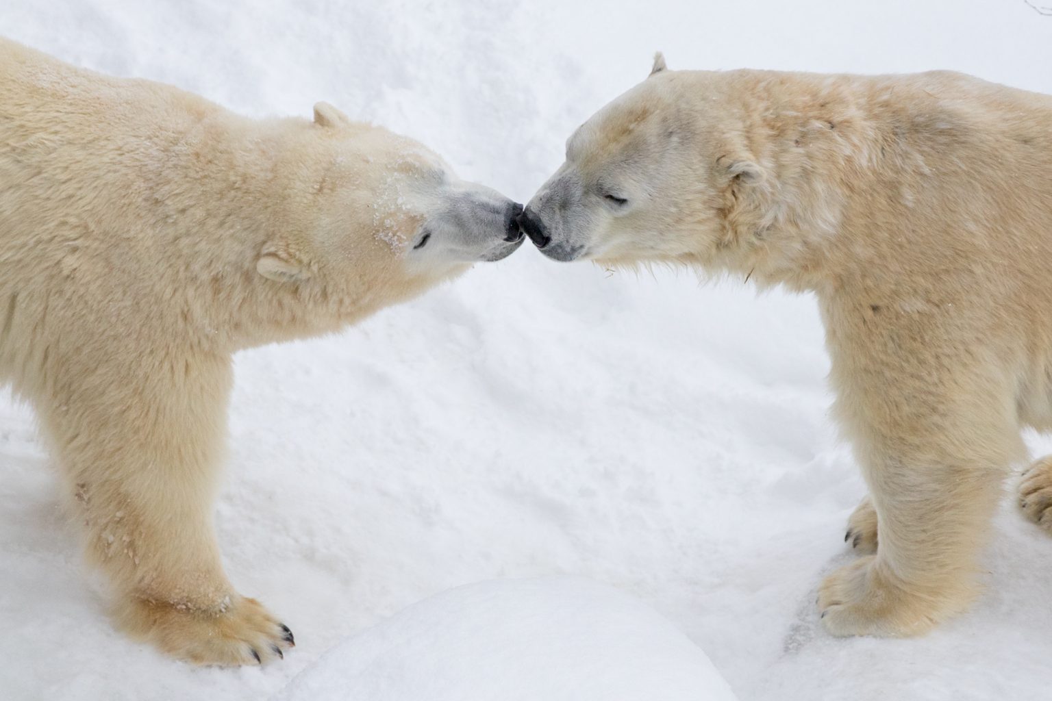 Learning With Canadian Polar Bear Habitat Family Fun Toronto   Canadian Polar Bear Habitat 