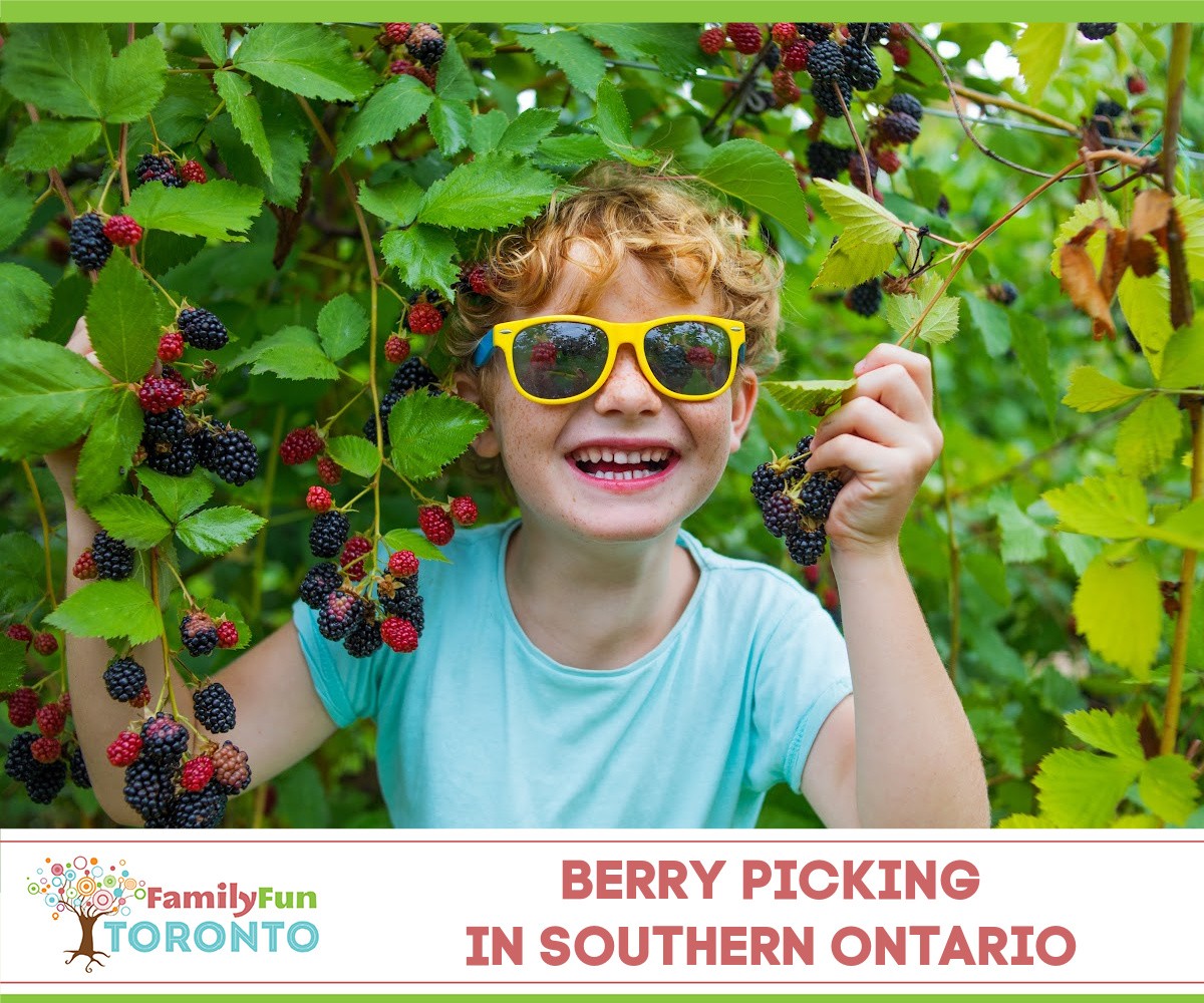 Berry Picking Southern Ontario