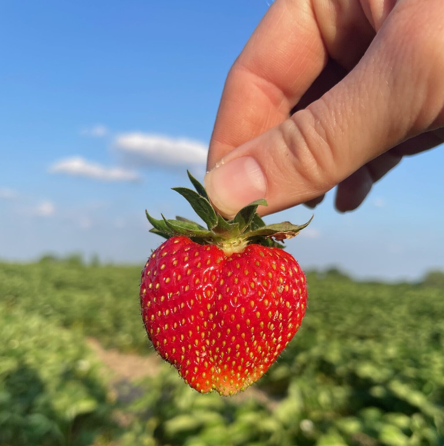 Brantwood Farms Summer Strawberry