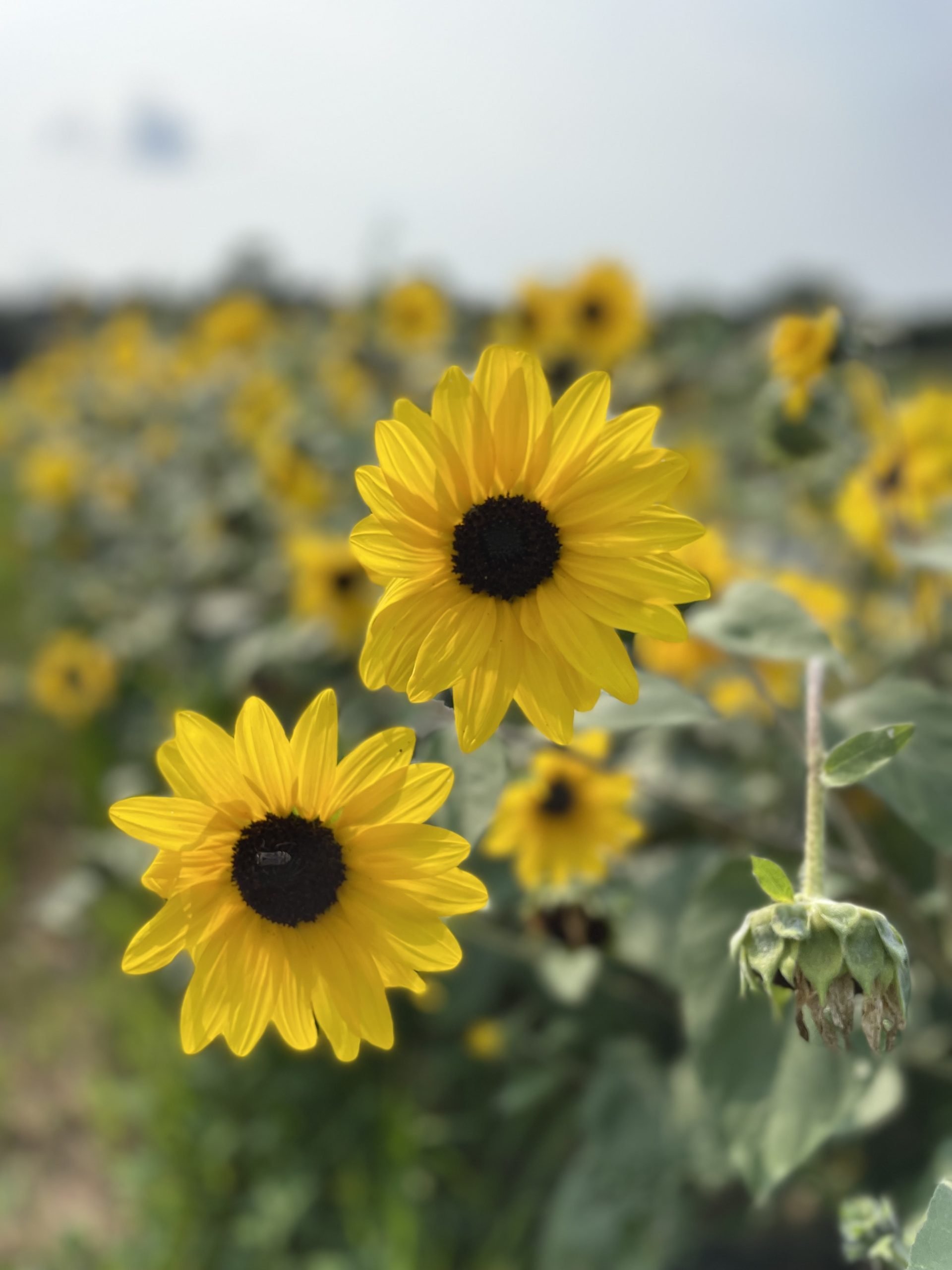 Brantwood Farms - Sunflower Festival (Family Fun Toronto)