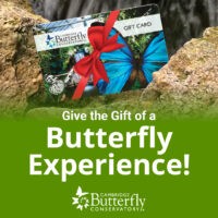 Butterfly Conservatory Gift Square