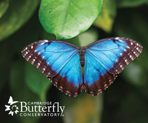 Cambridge Butterfly Conservatory Gift