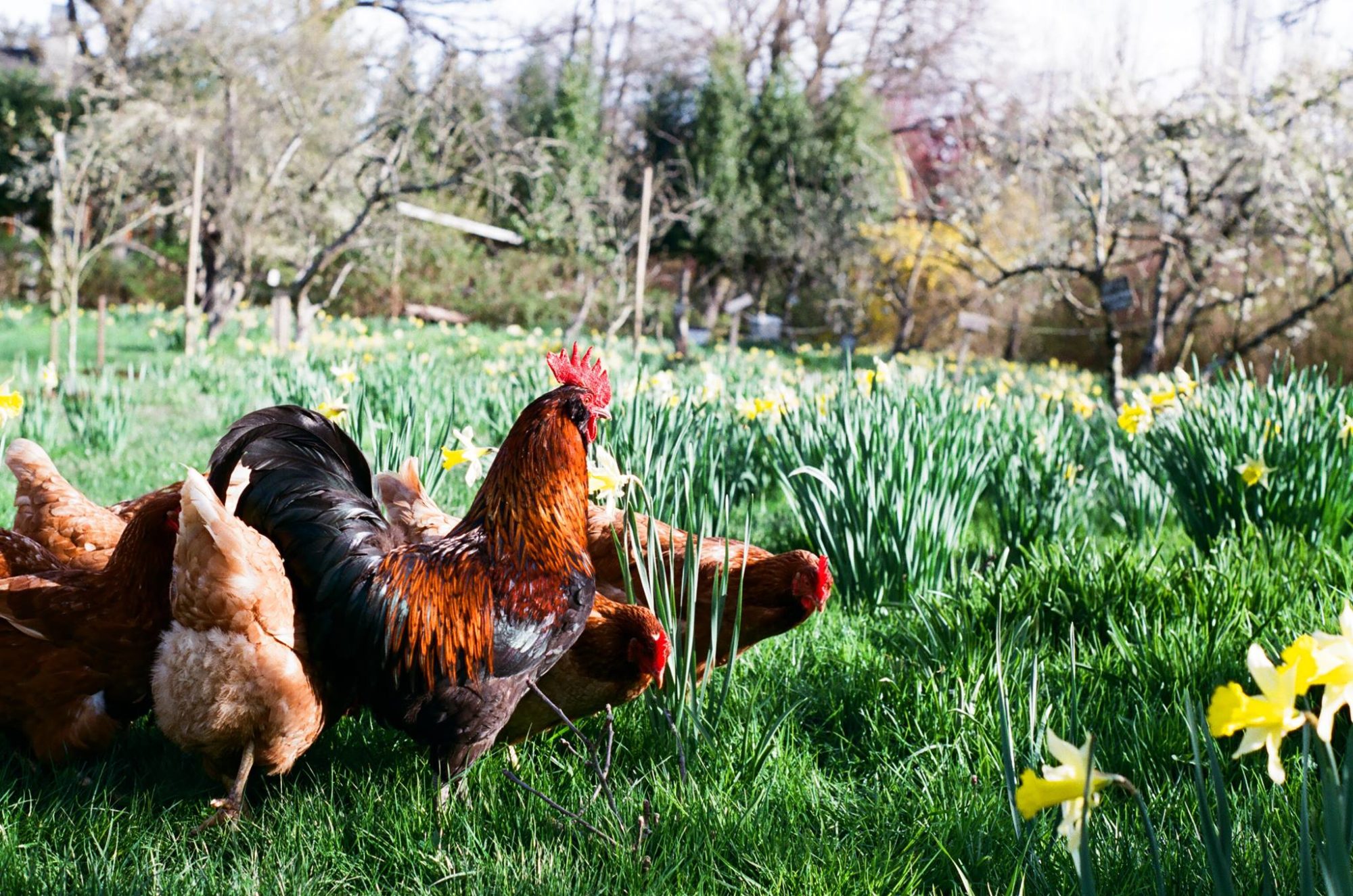 southlands-heritage-farm-family-fun-vancouver