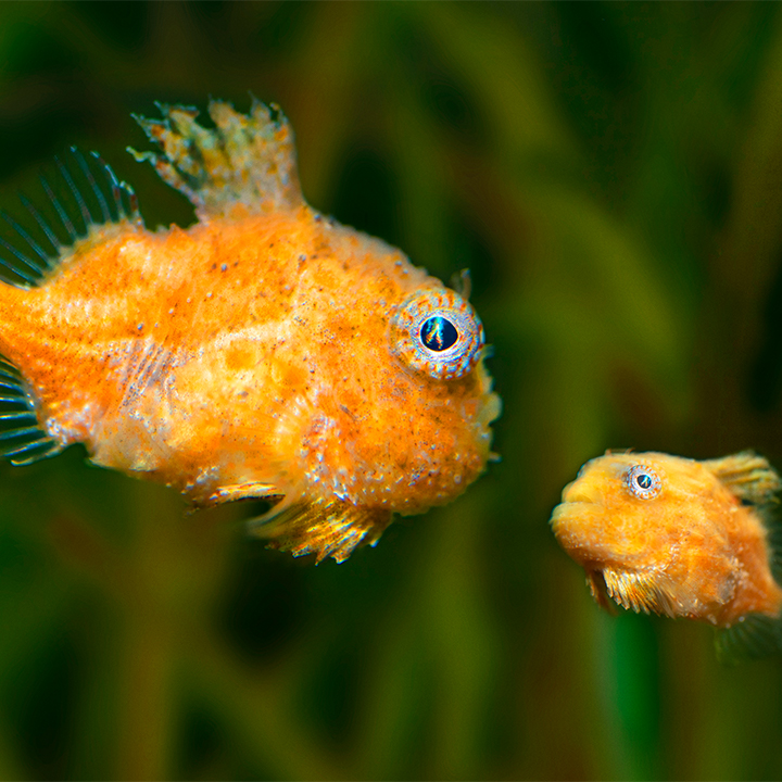 温哥华水族馆视频:与动物共度虚拟时光